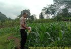 Polsek Cimaragas Laksanakan Kontrol Lahan Jagung Poktan Mekarmukti, Dorong Program Ketahanan Pangan Daerah