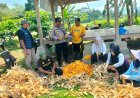 Ketahanan Pangan, Polsek Lakbok Polres Ciamis Ikut Panen Jagung Bersama Poktan Sidaurip