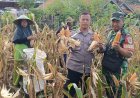 Ketahanan Pangan, Polsek Rajadesa Polres Ciamis Panen Jagung Bersama Poktan Suka Makmur