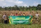 Ketahanan Pangan, Polres Ciamis Ikut Panen Jagung Bersama Poktan Gema Ripah