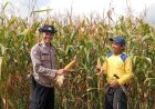 Polsek Cikoneng Kawal Panen Jagung LBS di Desa Gegempalan, Wujud Dukungan Polri bagi Ketahanan Pangan Nasional