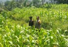 Dukung Hanpangan, Polres Ciamis Ikut Pantau Pertanian Jagung Warga Sukamanah
