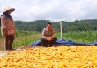 Ketahanan Pangan, Polsek Cijeungjing Polres Ciamis Panen Jagung Bersama Poktan Saluyu 2