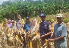 Ketahanan Pangan, Polres Ciamis Ikut Panen Jagung Bersama Poktan Mekar Jaya