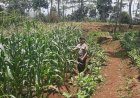 Perkuat Ketahanan Pangan, Polsek Cikoneng Laksanakan Monitoring Tanaman Jagung di Lahan Non LBS Desa Budiasih