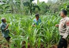 Ketahanan Pangan, Polres Ciamis Ikut Pantau Pertanian Jagung Kelompok Tani Bunga Melati