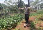 Dukung Hanpangan, Polres Ciamis Ikut Pantau Pertanian Jagung Warga Budiasih