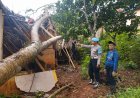 Polsek Sukadana Sigap Tangani Peristiwa Rumah Warga yang Tertimpa Pohon Akibat Angin Kencang