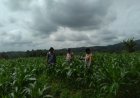 Dukung Hanpangan, Polres Ciamis Ikut Pantau Pertanian Jagung Warga Talagasari
