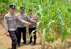 Polsek Banjarsari Laksanakan Monitoring Perkembangan Tanam Jagung di Desa Cibadak, Wujud Dukungan Kepolisian terhadap Ketahanan Pangan Daerah