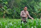 Dukung Hanpangan, Polres Ciamis Ikut Pantau Pertanian Jagung Poktan Cipta Mukti