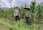 Ketahanan Pangan, Polres Ciamis Ikut Tanam Jagung Bareng Warga Desa Gegempalan