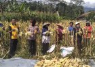 Polsek Kawali Dukung Ketahanan Pangan Lewat Panen Jagung Bersama Petani di Desa Kawalimukti