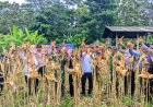 Polsek Cihaurbeuti Dukung Ketahanan Pangan Melalui Panen Jagung di Lahan Binaan Satwil (LBS)