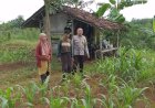 Polsek Lakbok Dukung Ketahanan Pangan Nasional di Desa Padaringan Melalui Sambang Kamtibmas dan Monitoring Lahan Jagung