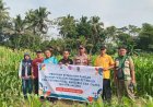 Polsek Ciamis Dukung Ketahanan Pangan Lewat Monitoring Pertumbuhan Jagung Hibrida di Lahan Bumdes Petirhilir