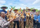 Wakapolres Ciamis Bersama Petani Panen Jagung Wujudkan Swasembada Pangan di Ciamis