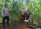 Dukung Hanpangan, Polsek Sukadana Polres Ciamis Ikut Pantau Pertanian Jagung Warga Bunter
