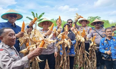 Wakapolres Ciamis Bersama Petani Panen Jagung Wujudkan Swasembada Pangan di Ciamis