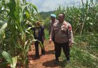 Polres Ciamis Monitoring Rencana Panen Jagung, Wujud Peran Polri Dukung Ketahanan Pangan di Sukadana