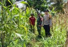 Ketahanan Pangan, Polsek Cikoneng Polres Ciamis Pantau Pertanian Jagung Poktan Sriwaringin 1