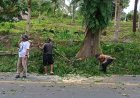 Mitigasi Bencana, Polsek Cijeungjing Bersama Warga Tebang Pohon Rawan Tumbang di Cibeka