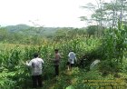 Dukung Hanpangan, Polres Ciamis Ikut Pantau Pertanian Jagung Poktan Guna Purnama 1
