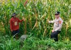 Polsek Cikoneng Perkuat Pendampingan Petani Jagung, Wujud Sinergi Polri Dukung Ketahanan Pangan