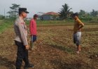 Polsek Cikoneng Lakukan Pengecekan Lahan Penanaman Jagung, Dukung Program Swasembada Pangan Nasional