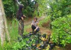 Ketahanan Pangan, Polsek Ciamis Polres Ciamis Ajak Warga Manfaatkan Lahan Rumah Produktif