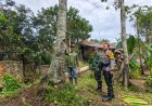 Polsek Kawali Bersama Tiga Pilar Lakukan Penandaan Pohon Rawan Demi Keselamatan Warga Desa Lumbung