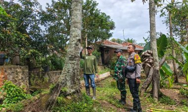 Polsek Kawali Bersama Tiga Pilar Lakukan Penandaan Pohon Rawan Demi Keselamatan Warga Desa Lumbung