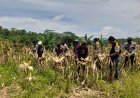 Ketahanan Pangan, Polsek Cisaga Polres Ciamis Ikut Panen Jagung Bersama Poktan Waluya
