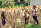 Ketahanan Pangan, Polsek Ciamis Ikut Bersama Poktan Jadimulya Panen Raya Jagung